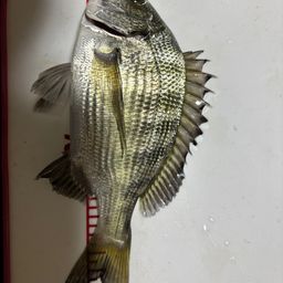 クロダイ