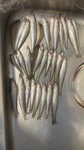 キスの釣果