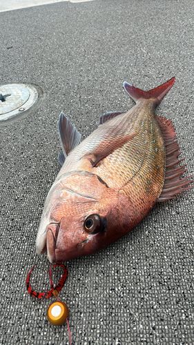タイの釣果