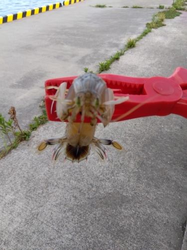 シャコエビの釣果