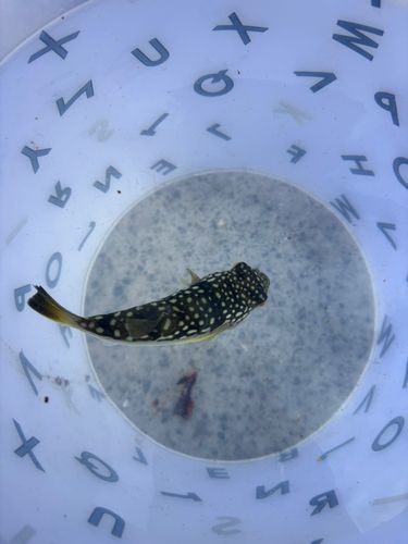 クサフグの釣果
