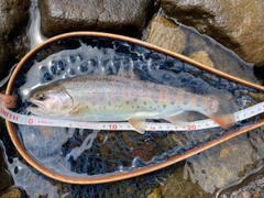 ヤマメの釣果