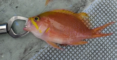 サクラダイの釣果
