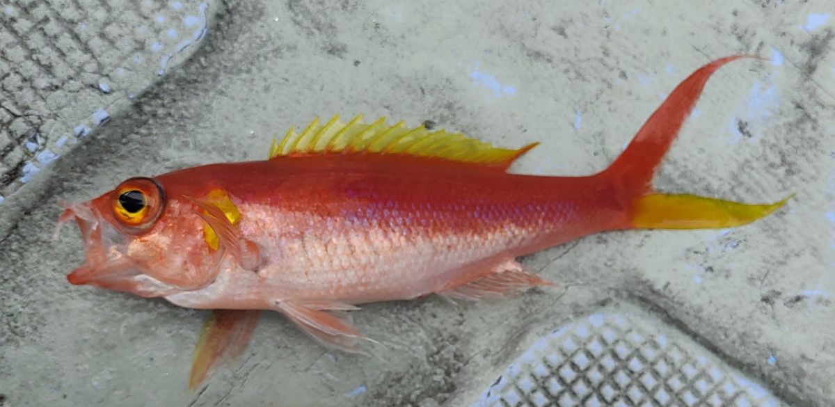 釣り童アングラーさんの釣果 1枚目の画像