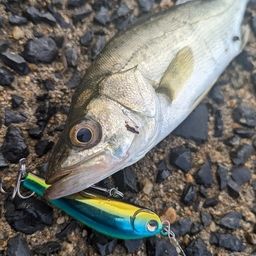 シーバス