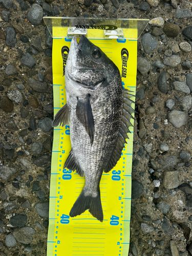 チヌの釣果