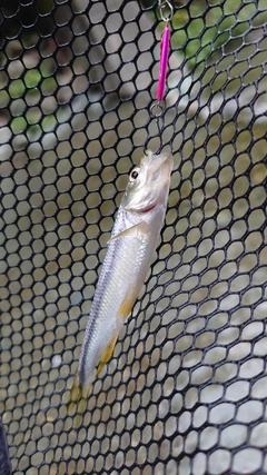 カワムツの釣果