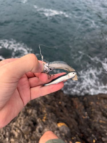 トウゴロウイワシの釣果