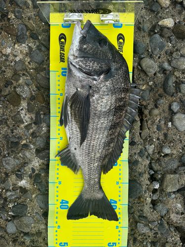 チヌの釣果