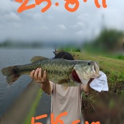 ブラックバス