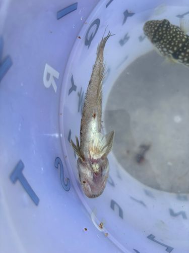 マハゼの釣果