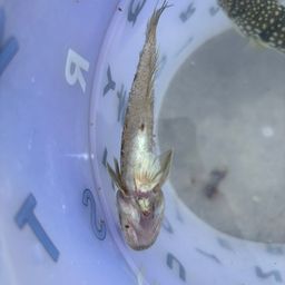 マハゼ