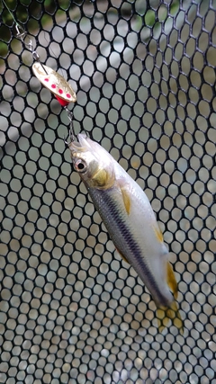 カワムツの釣果