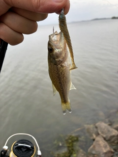 ラージマウスバスの釣果