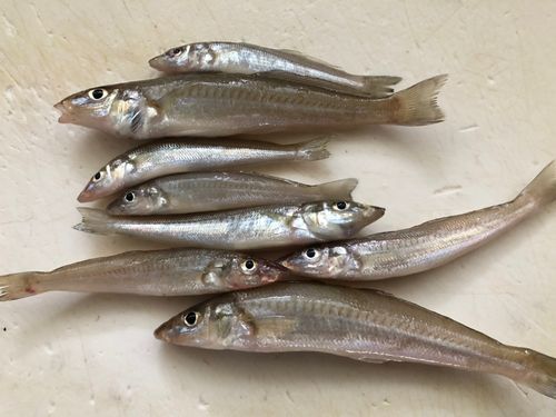 キスの釣果