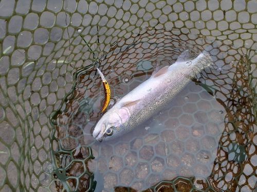 ニジマスの釣果