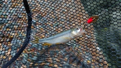 カワムツの釣果