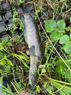 ライギョの釣果