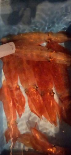 ケンサキイカの釣果