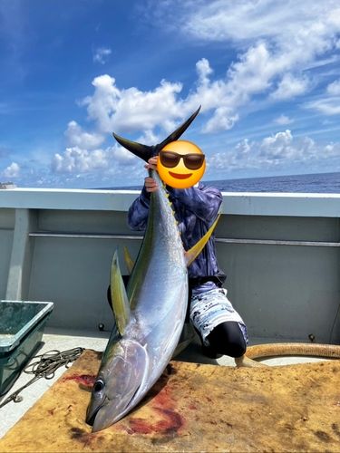 キハダマグロの釣果