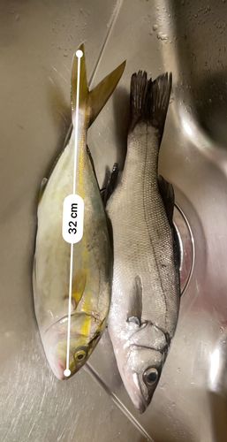 セイゴ（ヒラスズキ）の釣果