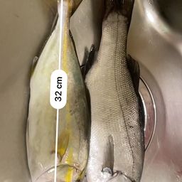 セイゴ（ヒラスズキ）