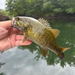 スモールマウスバス