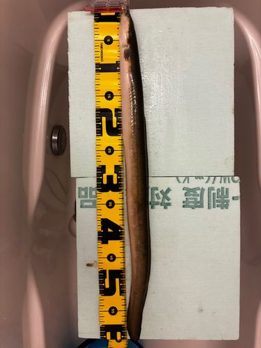 ウナギの釣果