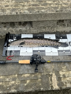 カムルチーの釣果