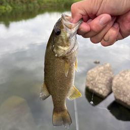 スモールマウスバス