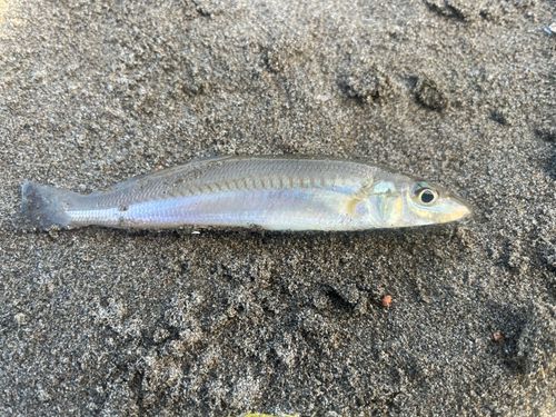キスの釣果