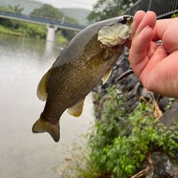 スモールマウスバス