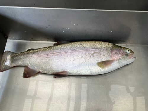 ニジマスの釣果