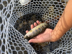 ヤマメの釣果