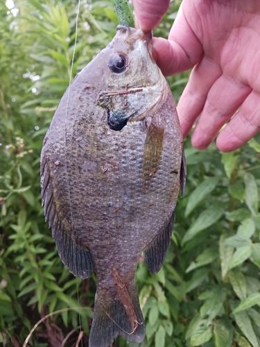 ブルーギルの釣果