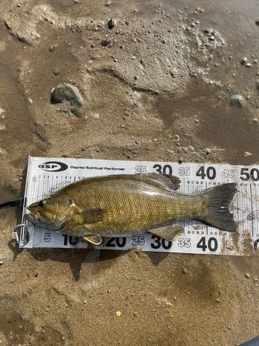 スモールマウスバスの釣果