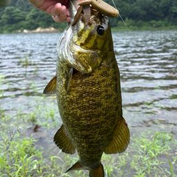 スモールマウスバス