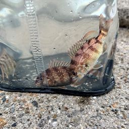 チャリコ