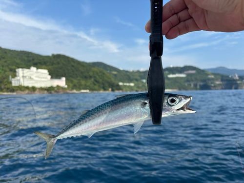 サバの釣果