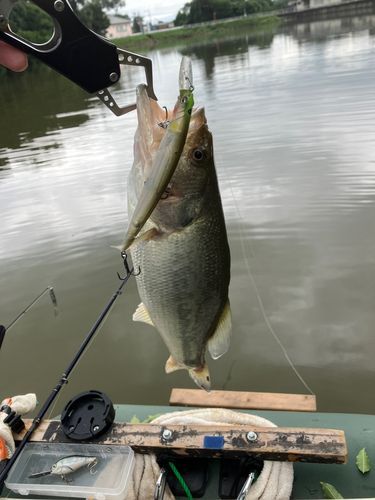 ブラックバスの釣果