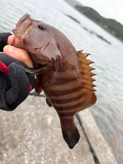 ヤミハタの釣果