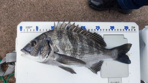 チヌの釣果