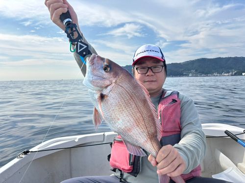 マダイの釣果
