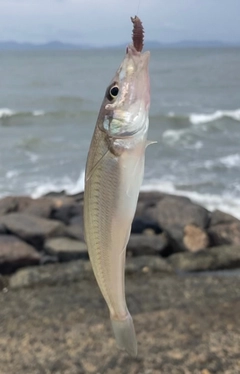 キスの釣果