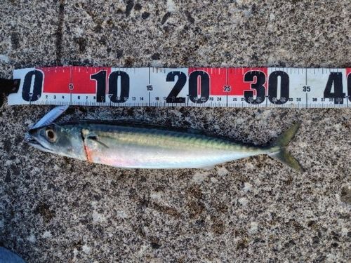 サバの釣果