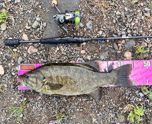 スモールマウスバスの釣果