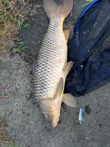 コイの釣果