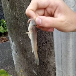 マハゼ
