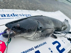 ニホンナマズの釣果