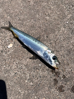 イワシの釣果